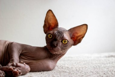 Küçük bir kedi yavrusunun gözleri. 