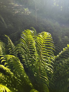 Bir eğrelti otunun yaprakları, güneş ışınlarının düştüğü, sık ormanı yarıp geçen.
