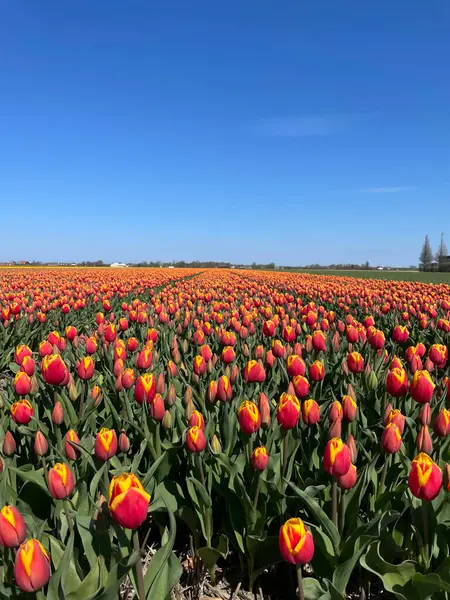 Hollanda 'da özel bir çiçek fidanlığında uzun bir tarlada kırmızı ve turuncu laleler.. 