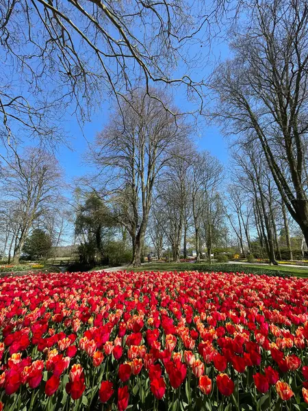 Renkli laleler çiçek tarlaları ve bir bahar balosu bahçesindeki taş patika. Yüksek kalite fotoğraf