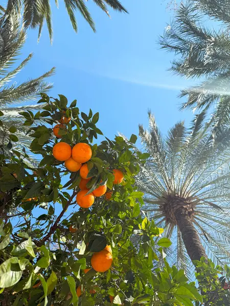 Mandalların dalları olgun portakal meyveleriyle kaplı. Yüksek kalite fotoğraf.