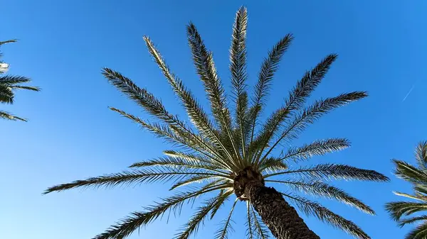 Aşağıdan gelen bir hurma ağacının manzarası. Yüksek kalite fotoğraf