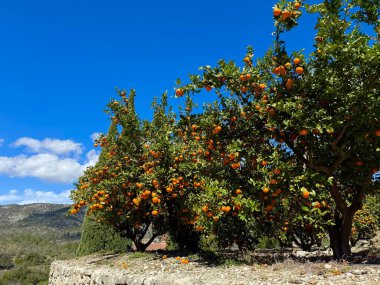 Yaz titreşimli mandalina ağacı meyveleri C vitamini bağışıklık yaz portakal suyu. Yüksek kalite fotoğraf