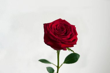 Beyaz arka planda güzel kırmızı güller, üst manzara. Mesaj için yer var. Yüksek kalite fotoğraf