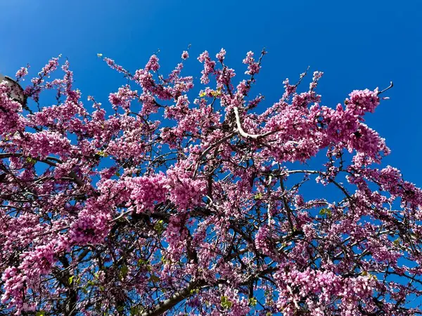 Çiçek açmış kiraz dalı. Romantik bahar dönemi geçmişi. Aşağıdan bak. Yüksek kalite fotoğraf