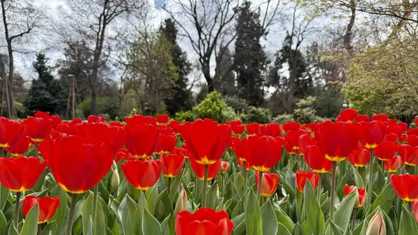 Madrid botanik bahçesinde canlı kırmızı laleler çiçek açıyor. Yüksek kalite fotoğraf