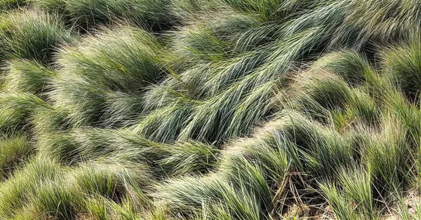 Güçlü rüzgarda uzun otlarla kaplı bir çayır resmi, hareket bulanıklığı olan bir görüntü. Yüksek kalite fotoğraf