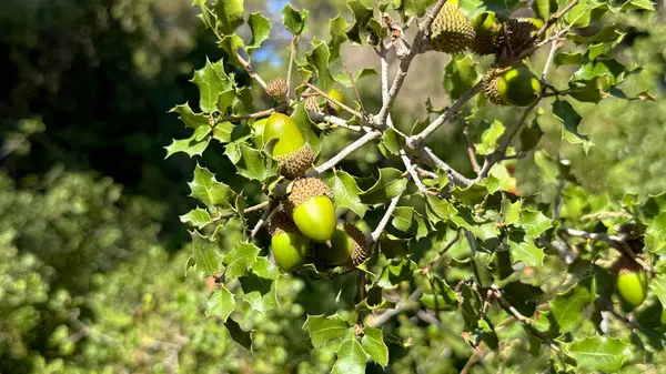 Yazın ağaç dalında yeşil meşe palamudu. Meşe ağaçlarında büyük meşe palamudu hasadı. Yüksek kalite fotoğraf