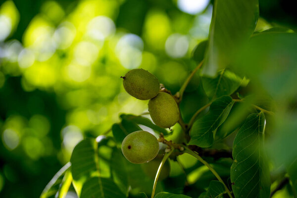 Green walnut growing on a tree. High quality photo