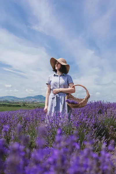 stock image Beautiful Young women in the lavender field. She is holding a basket with lavender.High quality photo