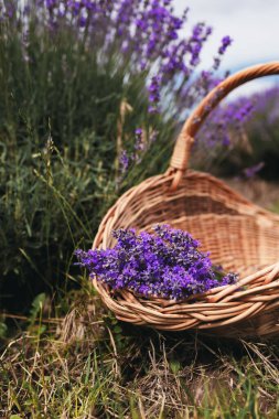 Lavantalı sepet. Yüksek kalite fotoğraf