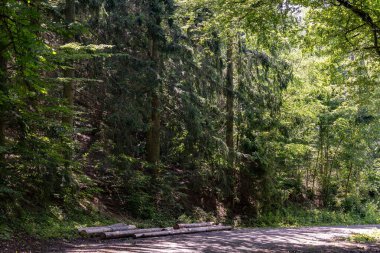 Ormandaki yol. Yolda kütükler var. Yüksek kalite fotoğraf