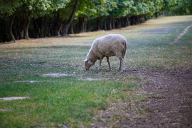  One sheep grazing in the middle of a green clearing surrounded by forest. High quality photo clipart