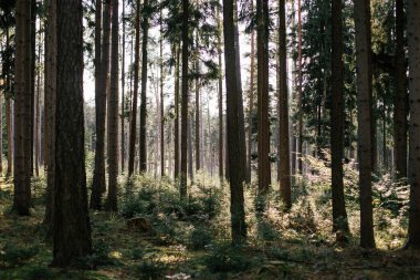 Huzurlu bir korulukta, yukarıdaki yüksek ağaçlar eğrelti otları ve çalıların üzerine yumuşak gölgeler bırakır. Güneş ışığı yaprakları delip geçer ve sakin bir atmosfer yaratır..