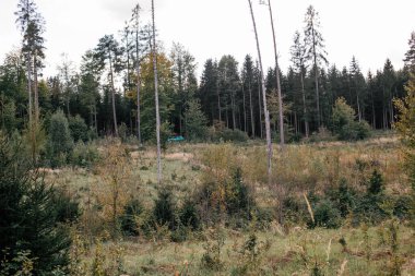 Yeşil bir araç ormandaki sakin bir açıklıkta park halinde. Etrafında yaprakları değişen uzun ağaçlar var. Bu da sonbaharın gelişini gösteriyor..