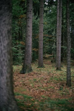 Bereketli bir orman boyunca uzanan sakin bir patika. Uzun ağaçlar yolu büyüleyici bir şekilde çerçeveliyor. Sonbahar yaprakları yeşilliklerin arasına ince renk patlamaları katar..