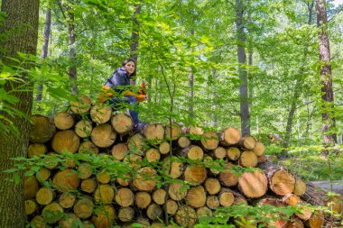  Ormandaki ağaç kütüklerinde oturan kadın turist. Yüksek kalite fotoğraf