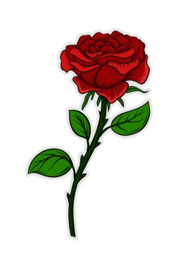 Yaprakları ve dikenleri olan kırmızı bir gülün çizimi