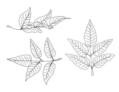 Hand drawn leaves. Botanical illustration