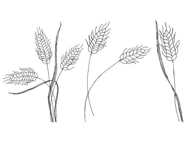 El çizimi buğday kulak koleksiyonu. Çizgi