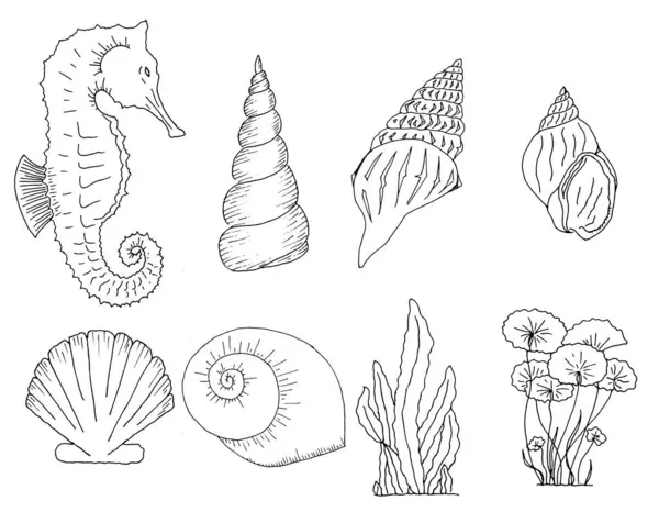 Set of hand drawn watercolor seashell, seahorse and seaweed