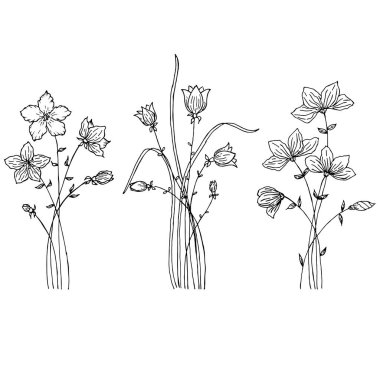 Yabani çiçeklerin el çizimi. Tarla çiçekleri Çizgi