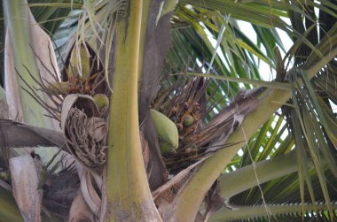 Ormanda palmiye ağacı, hindistan cevizi ağacı, 