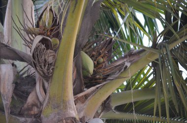 Hindistan cevizi ağacı tropikal yapraklar, palmiye 