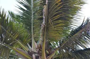 Hindistan cevizi ağacı yaprakları, Hindistan cevizi palmiyesi tropikal
