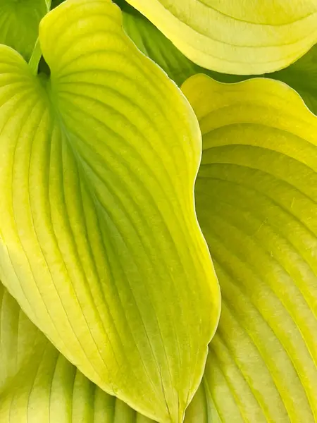 stock image Close-Up of Vibrant Green Leaves