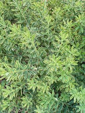 Vibrant image of lush green foliage with distinct variegated leaves, showcasing intricate patterns and shades of green and yellow.  clipart