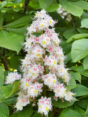 Baharda Çiçekli At Kestane Ağacı