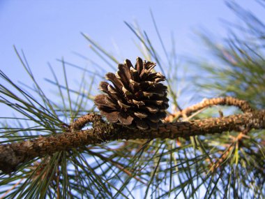 Açık mavi gökyüzünün altında yeşil çam iğneleriyle çevrili desenli bir dala bağlanmış bir çam kozalağının detaylı görüntüsü.