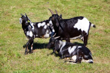 Siyah ve Beyaz Keçi Üçlüsü Güneşli, otlak bir alanda dinleniyor ve ayakta duruyor.