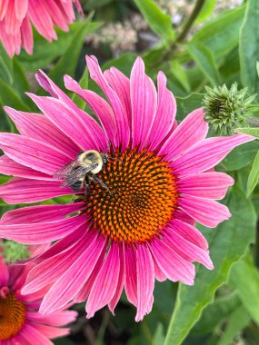 Close-up Shot of a Bumblebee Collecting Nectar on a Vibrant Pink Coneflower in a Lush Green Garden clipart