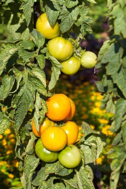 Olgun sarı-turuncu domates kümesi ve yeşil olgunlaşmamış domatesler, yeşil yapraklı, güneş ışığıyla aydınlanan sağlıklı bir bitkide yetişiyor.