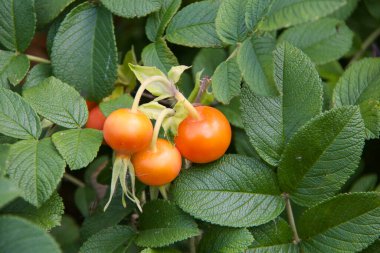 Yeşillik bir çalılıkta büyüyen parlak turuncu gül kalçalarının yakın çekimi. Yumuşak, yuvarlak meyvelerle kontrastlı yapraklar yaz sonu ya da sonbahar başında doğanın güzelliğini gözler önüne seriyor..