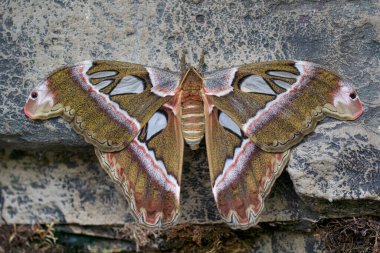 Stunning close-up of an Atlas moth (Attacus atlas) resting on a rock, showcasing its intricate wing patterns and natural camouflage. This giant silk moth is one of the largest moth species in the world clipart