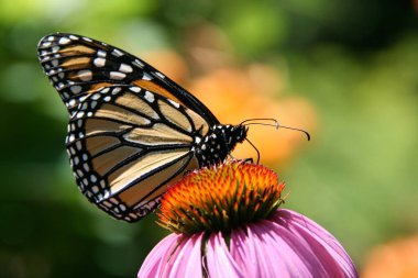 Güzel kral kelebeği canlı mor bir koni çiçeğinin üzerine tünemiş, güneşli bir bahçede nektar yudumluyor. Çarpıcı siyah, turuncu ve beyaz kanat desenleri bulanık yeşil ve turuncu arkaplan karşıtlığı.
