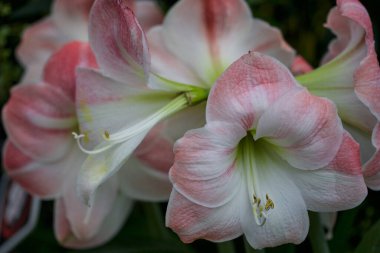 Narin pembe ve beyaz Amaryllis çiçeklerinin yakın plan çekimi, yumuşak yapraklarını sergiliyor ve yemyeşil bir arka plan karşısında karmaşık detaylar veriyor.