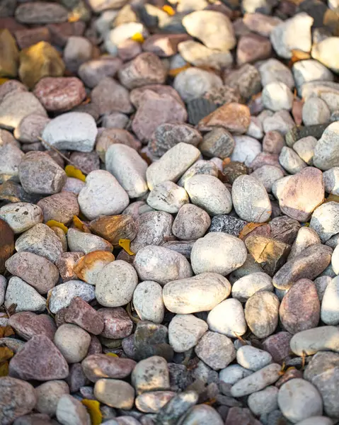 Doğal ışık altında çeşitli pürüzsüz nehir taşlarının yakın plan fotoğrafı, çeşitli şekilleri, dokuları ve toprak tonlarını sergiliyor, gri, beyaz, pembe ve kahverengi, dağınık sarı yapraklarla bir kontrast dokunuşu ekliyor.