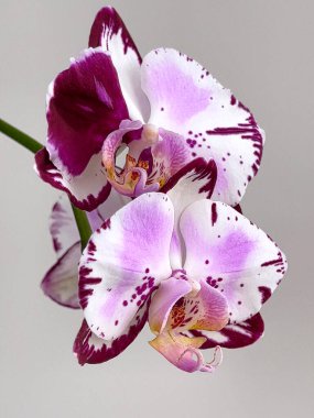 Zarif beyaz taç yaprakları, canlı mor noktalar ve mor kenarlı bir orkidenin çarpıcı makro fotoğrafı çiçeğin doğal güzelliğini ve karmaşık detaylarını vurgulayan yumuşak gri bir arkaplana yapışmış.