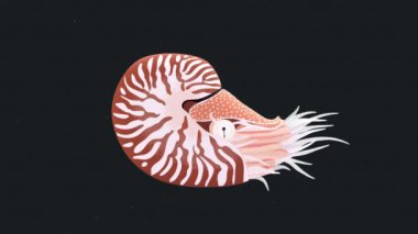 Nautilus Deniz Kabuğu Nautilus Derin Deniz Hayvanları Döngüsü Canlandırması