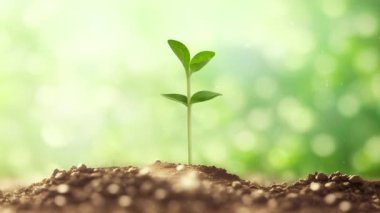 Organik Toprakta Yeşil Filizlenme Günü, Çevresel Toprak Günü