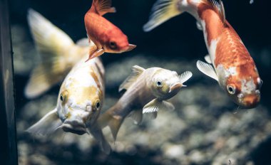 Akvaryumdaki bir grup Koi balığı.