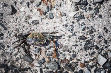 Kayalık bir Norveç plajında yatan yengecin yakın çekimi