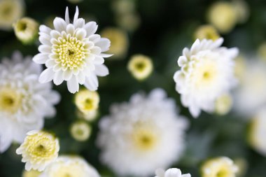 Çiçekler - Kasımpatı 'nın Kapanışı