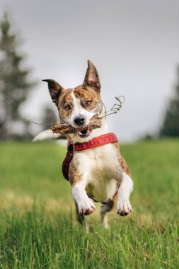 Karışık cins köpek kameraya doğru zıplıyor ağzında sopayla
