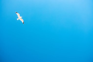 Mavi gökyüzü arka planında tek bir martı.