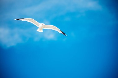 Mavi gökyüzü arka planında tek bir martı.
